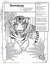 Sumatran Tiger Coloring Designlooter Worksheets Grade Second Science 389px 3kb sketch template