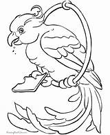 Coloring Pages Bird Tropical Popular sketch template