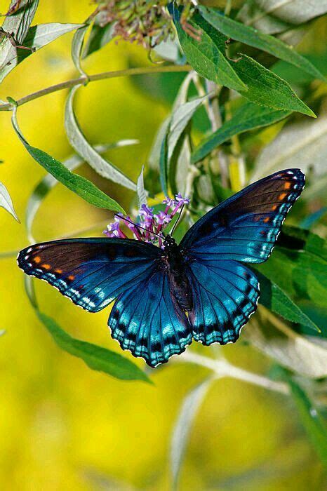 images  blue butterfly  pinterest blue butterfly blue morpho  butterflies