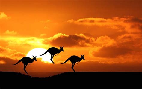 kangaroos   outback  central australia  sunset kangaroo