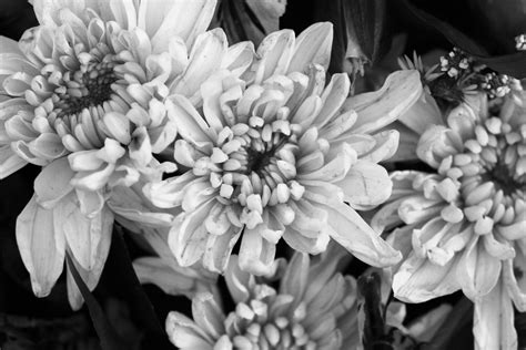black  white flowers  stock photo public domain pictures