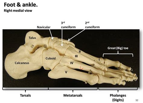 bones   foot  ankle medial view  labels app flickr