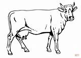Vaca Colorir sketch template