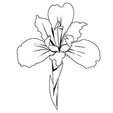 chaconia flower colouring pages sketch coloring page