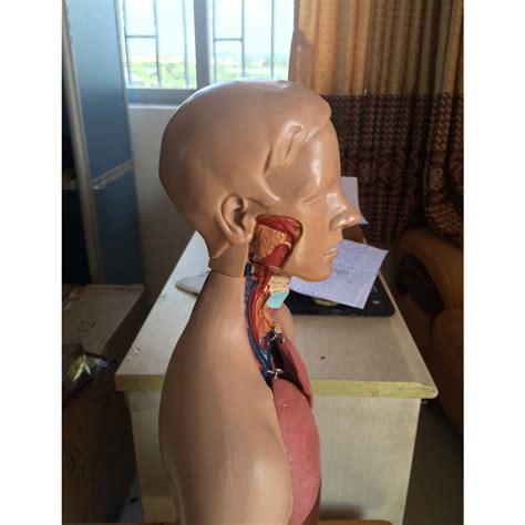 New 55cm Human Anatomy Unisex Torso Assembly Visceral Anatomical