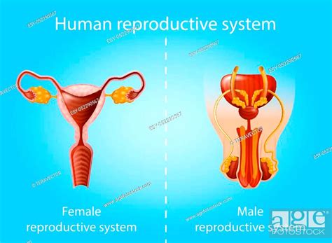 Human Reproductive System Realistic Vector Chart Or Poster With Female