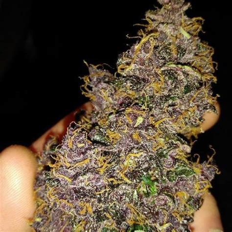 dark purple auto autoflowering cannabis seeds delicious seeds