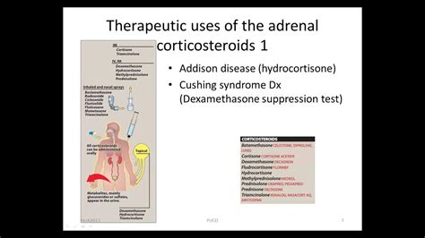 adrenal and sex hormones part 1 youtube