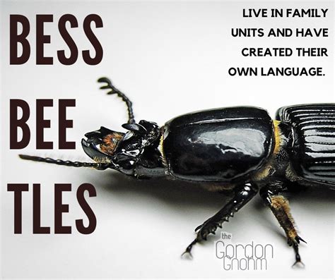 what the fact bess beetles the gordon gnohm