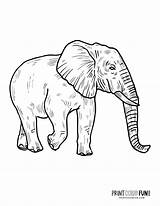 Elephant Printcolorfun sketch template