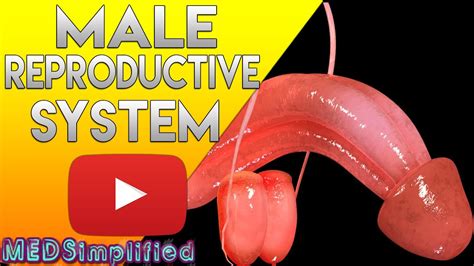 male reproductive system made simple anatomy and function youtube