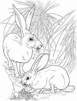 Tailed Jackrabbits Rabbits Hare Lepre Coda Bunnies sketch template