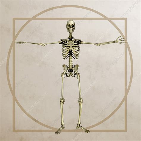 skeleton artwork stock image p science photo library