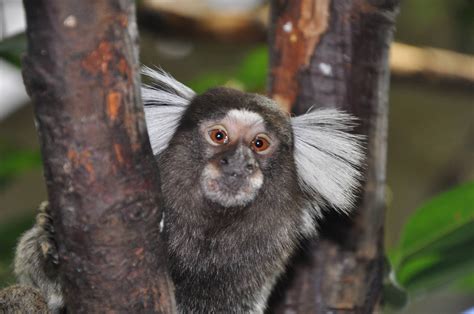 common marmoset zoochat