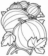Coloring Pumpkin Patch Pages Sheets Sheet Kids Printable Color Fall Pumpkins Fruit Pattern Drawing Vegetables Coloringpages Adults Fruits Small Desenhos sketch template