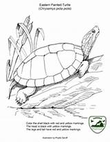 Turtles Slider Herpetology Eared sketch template