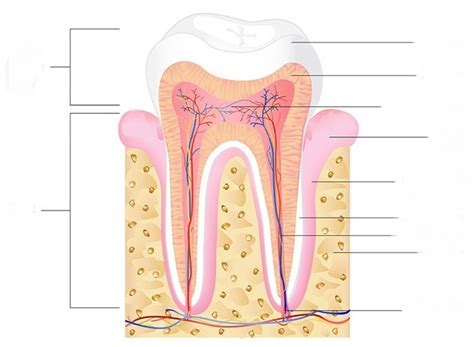 Human Teeth Anatomy Diagram Aflam Neeeak