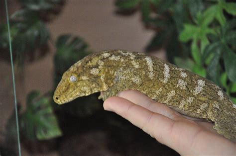 Ne England The New Caledonian Giant Gecko Rhacodactylus