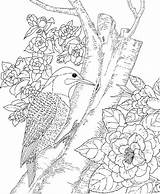Coloring Pages Nature Printable Adults Bird Kingfisher State Getcolorings Getdrawings Color sketch template