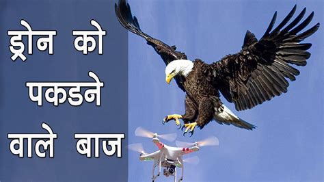 eagle  drone video youtube