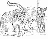 Colorare Wildcat Wildcats Gatti Disegni Caracal Andes Selvatici Printable Dieren Europei Willie Gatto Selvatico Disegnare Cerca Categorie sketch template