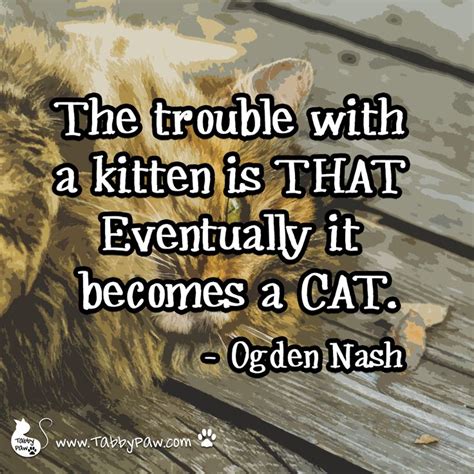 pin  tabby paw  cat quotes cat quotes taby quotes