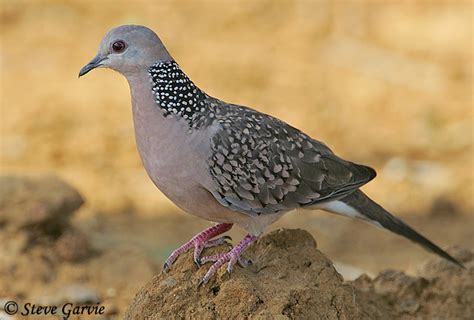 spotted dove species information