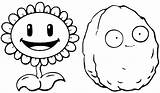 Zombies Plants Vs Coloring Pages Zombie Plant Sunflower Drawing Coloring4free Draw Nut Wall Colouring Print Color Sheets Zombi Book Printable sketch template