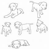 Pitbull Puppy American Coloring sketch template