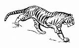 Tigre Tigri Tijger Stripes Harimau Kleurplaat Alpaca Chinchilla Cheetah Sloth Spaniel Cub Porcupine Otter Orca Coyote Leopard Racoon Cocker Setter sketch template