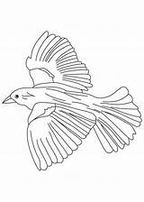 Blackbird Bobolink Coloringhome Ausmalen Blaumeise Printablecolouringpages sketch template