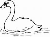 Coloring Swan Animals Clipart Animal Outline Pages Clip Colouring Swans Outlines Color Wild Printable Kids Trumpeter Only Clipartfest Book Library sketch template