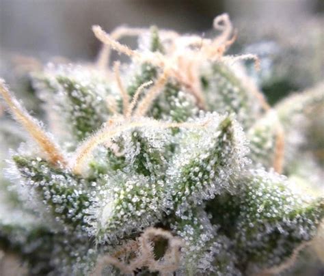 turbo diesel regular southern oregon seeds