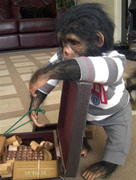 ooak reborn chimp  judy dickinson chimp dickinson reborn babies