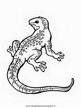 Colorir Varano Waran Desenhos Lagartixa Reptiles Lagarto Krokodile Serpenti Anfibios Malvorlage Gratismalvorlagen Disegnidacoloraregratis sketch template
