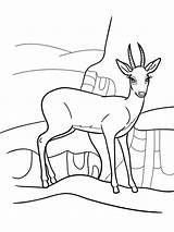 Antelope sketch template