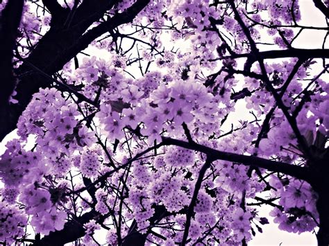 purple blossom  xxhizumi loverxx  deviantart