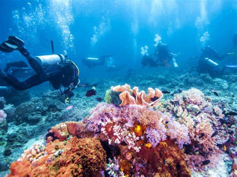 great barrier reef scuba diving excursion with up to 3