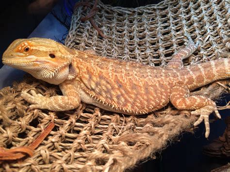 heres   care   beloved bearded dragon  critter depot