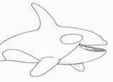 Coloring Whale Orca Killer Pages Popular sketch template