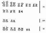 Arranged Karyotype Chromosomes Diversicolor Decreasing Morphological Metacentric sketch template