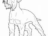 Schnauzer Coloring Pages Miniature Getdrawings Getcolorings Printable Template sketch template