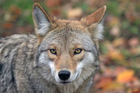 autumn coyote ron harper flickr
