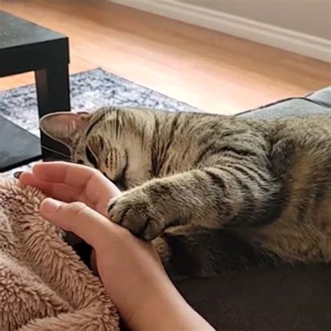 clingy cat doesnt      mommas hand   heartwarming video  animal rescue