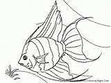 Fish Coloring Pages Angel Realistic Drawing Tropical Printable Luau Angelfish Colouring Palace Doll Drawings Line Printables Sheet Kids Ocean Arte sketch template