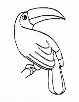 Toucan Bird Bestcoloringpagesforkids Toucans Sheets Rainforest Clipartmag sketch template