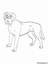 Coloring Bullmastiff Pages Mastiff 750px 87kb Getcolorings sketch template