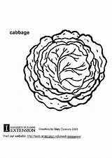 Cabbage Coloring Drawing Color Getcolorings Pages Getdrawings Large sketch template