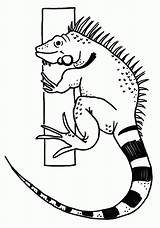 Iguana Iguanas Ausmalbilder Dxf Imprimir Imágenes sketch template