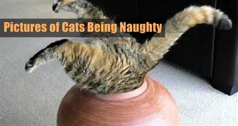 45 Pictures Of Cats Being Naughty
